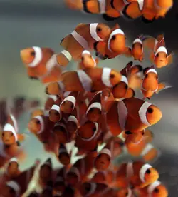 قیمت و خرید دلقک ماهی اسلاریس پرورشی- 0 تا 100 تکثیر دلقک ماهی اسلاریس پرورشی