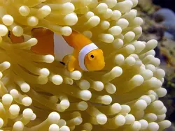 قیمت و خرید دلقک ماهی اسلاریس پرورشی- 0 تا 100 تکثیر دلقک ماهی اسلاریس پرورشی