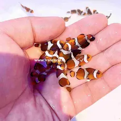 قیمت و خرید دلقک ماهی اسلاریس پرورشی- 0 تا 100 تکثیر دلقک ماهی اسلاریس پرورشی