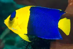 قیمت و خرید فرشته ماهی بای کالر - 0 تا 100 فرشته ماهی بایکالر