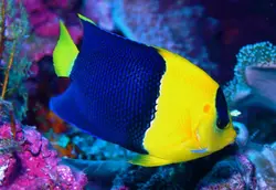 قیمت و خرید فرشته ماهی بای کالر - 0 تا 100 فرشته ماهی بایکالر