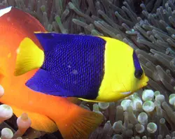 قیمت و خرید فرشته ماهی بای کالر - 0 تا 100 فرشته ماهی بایکالر