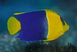 قیمت و خرید فرشته ماهی بای کالر - 0 تا 100 فرشته ماهی بایکالر