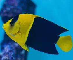 قیمت و خرید فرشته ماهی بای کالر - 0 تا 100 فرشته ماهی بایکالر