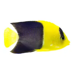 قیمت و خرید فرشته ماهی بای کالر - 0 تا 100 فرشته ماهی بایکالر