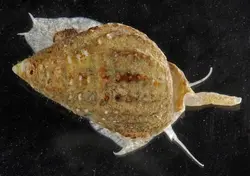 مشخصات، قیمت و خرید حلزون دریایی ناساریوس- 0 تا 100 حلزون دریایی ناساریوس