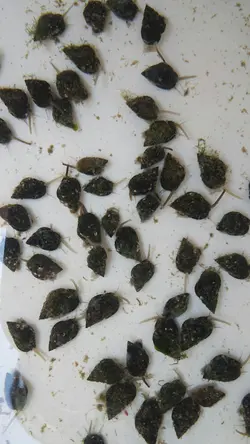 مشخصات، قیمت و خرید حلزون دریایی ناساریوس- 0 تا 100 حلزون دریایی ناساریوس