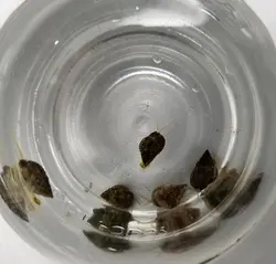 مشخصات، قیمت و خرید حلزون دریایی ناساریوس- 0 تا 100 حلزون دریایی ناساریوس