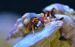 قیمت و خرید هرمیت پا نارنجی- 0 تا 100 هرمیت پا نارنجی به همراه تصاویر