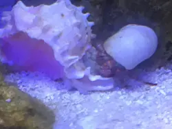 قیمت و خرید هرمیت پا نارنجی- 0 تا 100 هرمیت پا نارنجی به همراه تصاویر