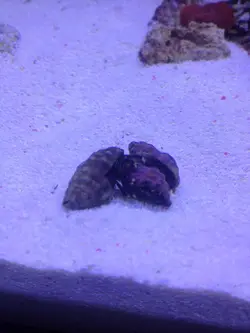 قیمت و خرید هرمیت پا نارنجی- 0 تا 100 هرمیت پا نارنجی به همراه تصاویر