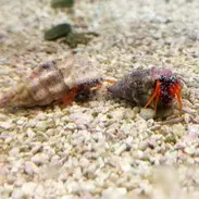 قیمت و خرید هرمیت پا نارنجی- 0 تا 100 هرمیت پا نارنجی به همراه تصاویر