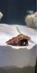 قیمت و خرید هرمیت پا نارنجی- 0 تا 100 هرمیت پا نارنجی به همراه تصاویر