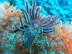 مشخصات، قیمت و خرید لاله دریایی - 0 تا 100 نگهداری لاله دریایی