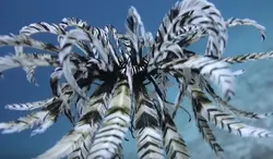 مشخصات، قیمت و خرید لاله دریایی - 0 تا 100 نگهداری لاله دریایی