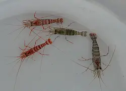 مشخصات، قیمت و خرید میگو کلینر کوکنتالی- 0 تا 100 میگو کلینر کوکنتالی