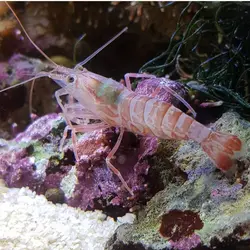 مشخصات، قیمت و خرید میگو کلینر کوکنتالی- 0 تا 100 میگو کلینر کوکنتالی