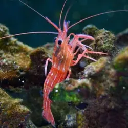 مشخصات، قیمت و خرید میگو کلینر کوکنتالی- 0 تا 100 میگو کلینر کوکنتالی