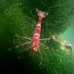 مشخصات، قیمت و خرید میگو کلینر کوکنتالی- 0 تا 100 میگو کلینر کوکنتالی