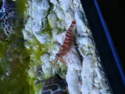 مشخصات، قیمت و خرید میگو کلینر کوکنتالی- 0 تا 100 میگو کلینر کوکنتالی