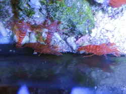 مشخصات، قیمت و خرید میگو کلینر کوکنتالی- 0 تا 100 میگو کلینر کوکنتالی