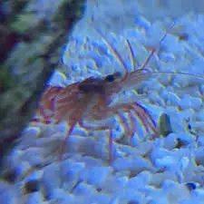 مشخصات، قیمت و خرید میگو کلینر کوکنتالی- 0 تا 100 میگو کلینر کوکنتالی