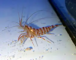 مشخصات، قیمت و خرید میگو کلینر کوکنتالی- 0 تا 100 میگو کلینر کوکنتالی