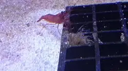 مشخصات، قیمت و خرید میگو کلینر کوکنتالی- 0 تا 100 میگو کلینر کوکنتالی