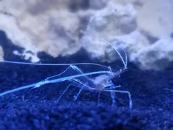 قیمت و خرید میگوی کلینر شیشه ای- معرفی 0 تا 100 میگوی کلینر شیشه ای