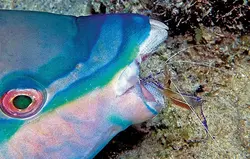 قیمت و خرید میگوی کلینر شیشه ای- معرفی 0 تا 100 میگوی کلینر شیشه ای