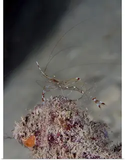 قیمت و خرید میگوی کلینر شیشه ای- معرفی 0 تا 100 میگوی کلینر شیشه ای