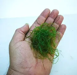 مشخصات، قیمت و خرید گیاه چیتو- 0 تا 100 نگهداری و تکثیر گیاه چیتو