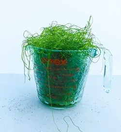 مشخصات، قیمت و خرید گیاه چیتو- 0 تا 100 نگهداری و تکثیر گیاه چیتو