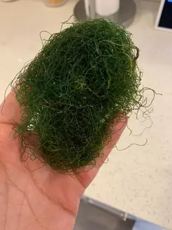 مشخصات، قیمت و خرید گیاه چیتو- 0 تا 100 نگهداری و تکثیر گیاه چیتو