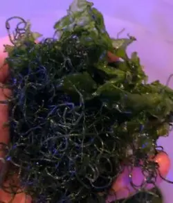 مشخصات، قیمت و خرید گیاه چیتو- 0 تا 100 نگهداری و تکثیر گیاه چیتو