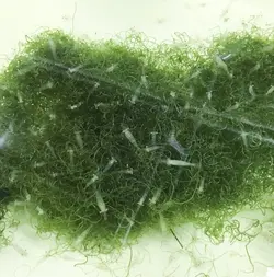 مشخصات، قیمت و خرید گیاه چیتو- 0 تا 100 نگهداری و تکثیر گیاه چیتو