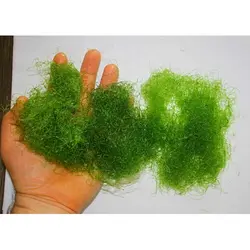 مشخصات، قیمت و خرید گیاه چیتو- 0 تا 100 نگهداری و تکثیر گیاه چیتو