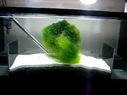 مشخصات، قیمت و خرید گیاه چیتو- 0 تا 100 نگهداری و تکثیر گیاه چیتو