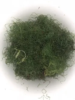 مشخصات، قیمت و خرید گیاه چیتو- 0 تا 100 نگهداری و تکثیر گیاه چیتو