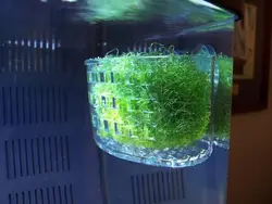 مشخصات، قیمت و خرید گیاه چیتو- 0 تا 100 نگهداری و تکثیر گیاه چیتو