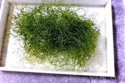 مشخصات، قیمت و خرید گیاه چیتو- 0 تا 100 نگهداری و تکثیر گیاه چیتو