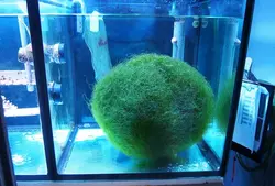 مشخصات، قیمت و خرید گیاه چیتو- 0 تا 100 نگهداری و تکثیر گیاه چیتو