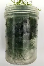 مشخصات، قیمت و خرید گیاه چیتو- 0 تا 100 نگهداری و تکثیر گیاه چیتو