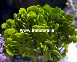 گیاه هالیمدا - فروشگاه اینترنتی ایران کورال