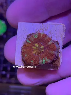 مرجان دونات دکمه ای - فروشگاه اینترنتی ایران کورال