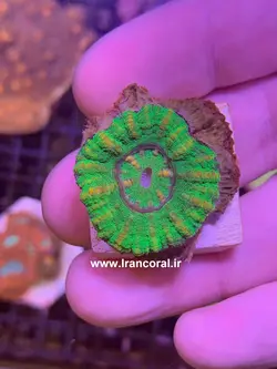 مرجان دونات دکمه ای - فروشگاه اینترنتی ایران کورال