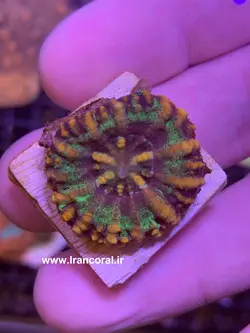 مرجان دونات دکمه ای - فروشگاه اینترنتی ایران کورال