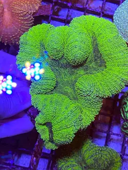 مرجان برین باز سبز - فروشگاه اینترنتی ایران کورال