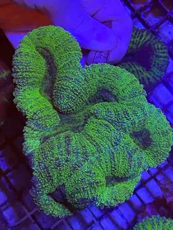 مرجان برین باز سبز - فروشگاه اینترنتی ایران کورال