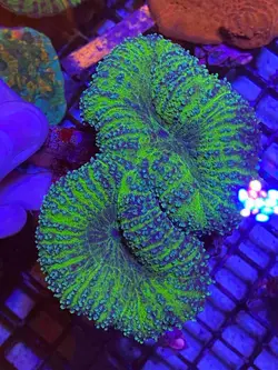 مرجان برین باز سبز - فروشگاه اینترنتی ایران کورال